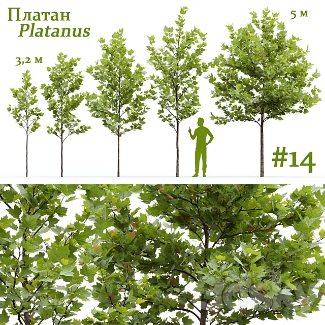 Plane-tree _ Sycamore _ Platanus #14 3D Model