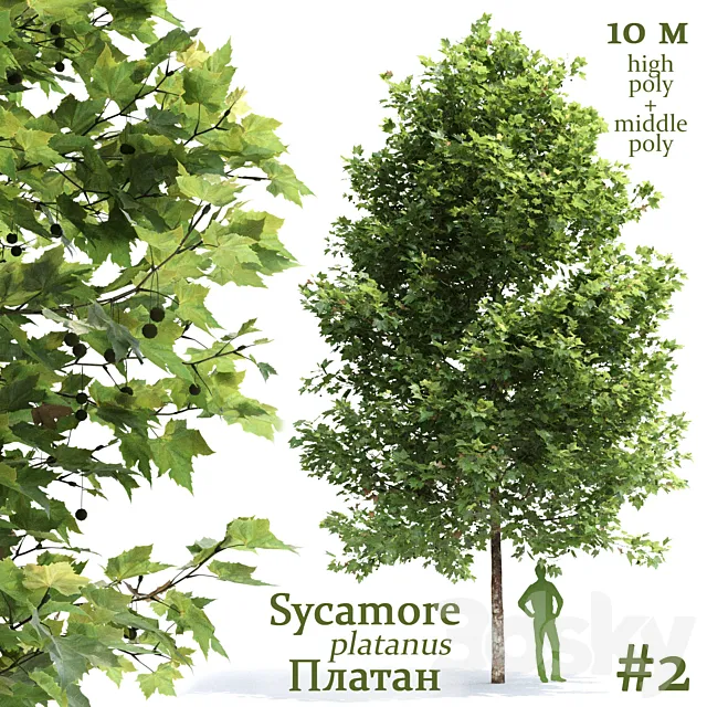Plane-tree _ Sycamore _ Platanus #2 3D Model