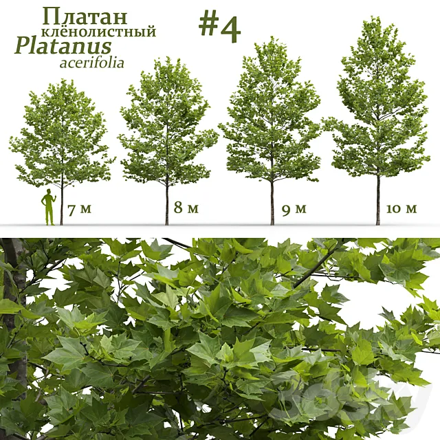 Plane-tree _ Sycamore _ Platanus acerifolia #4 3D Model