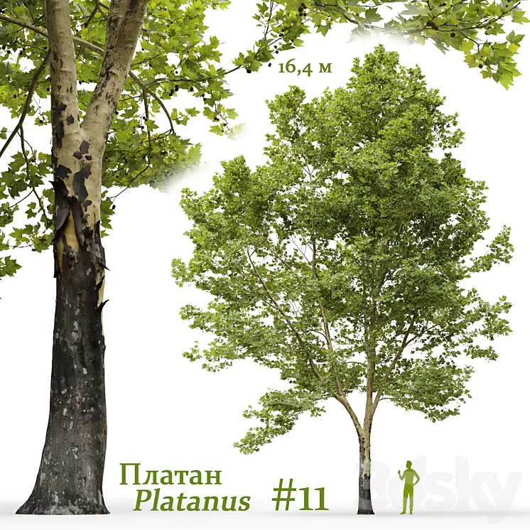Plane-tree / Sycamore / Platanus #11 3D Model Free