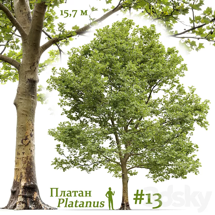 Plane-tree / Sycamore / Platanus #13 3D Model Free