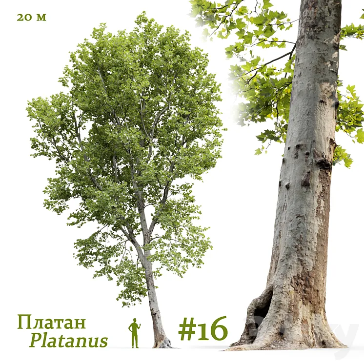 Plane-tree / Sycamore / Platanus #16 3D Model Free