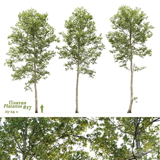 Plane-tree Sycamore Platanus #17 3D Model