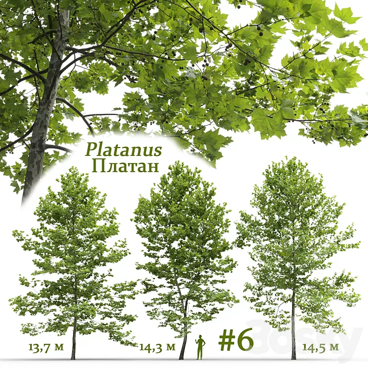 Plane-tree / Sycamore / Platanus #6 3D Model
