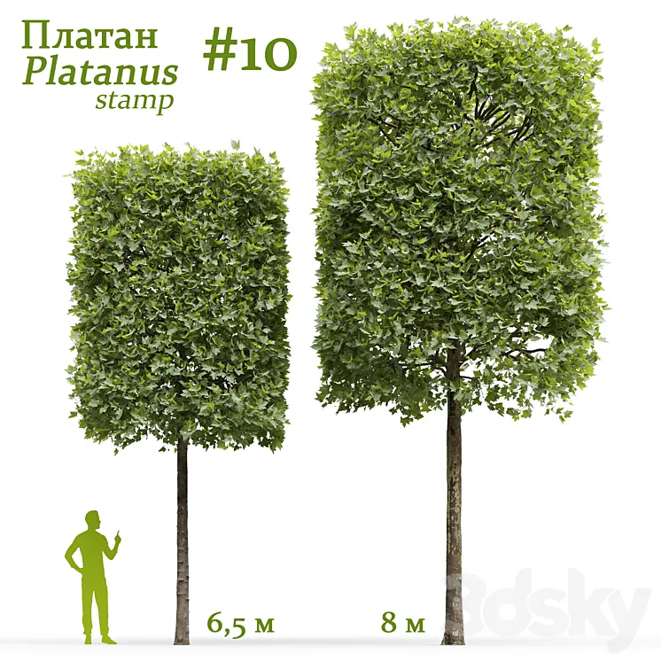 Plane-tree / Sycamore / Platanus stamp #10 3D Model Free