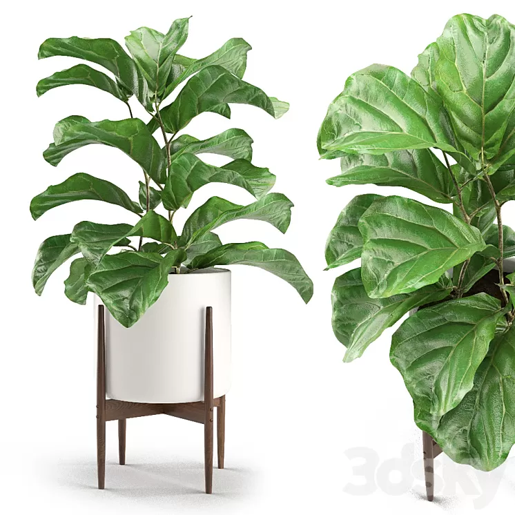Plant 012 - Ficus Lyrata 3D Model
