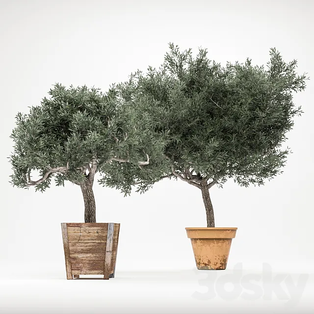 Plant 2 - OliveTree 3D Model