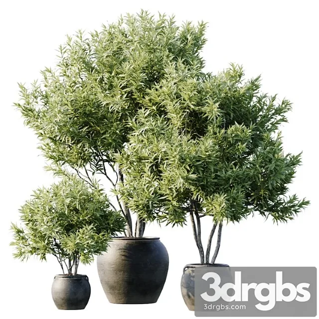 Plant 3 15 3D Model Free