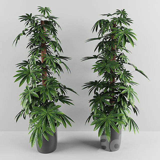 plant 3D Model