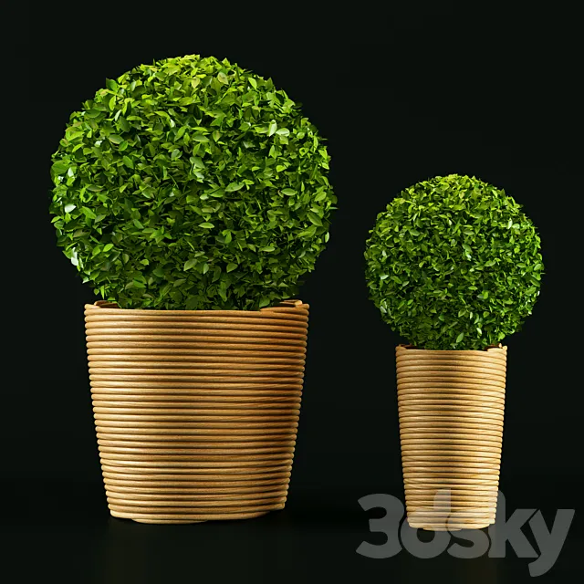 Plant 3D Model