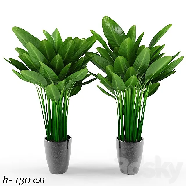 plant 3DModel