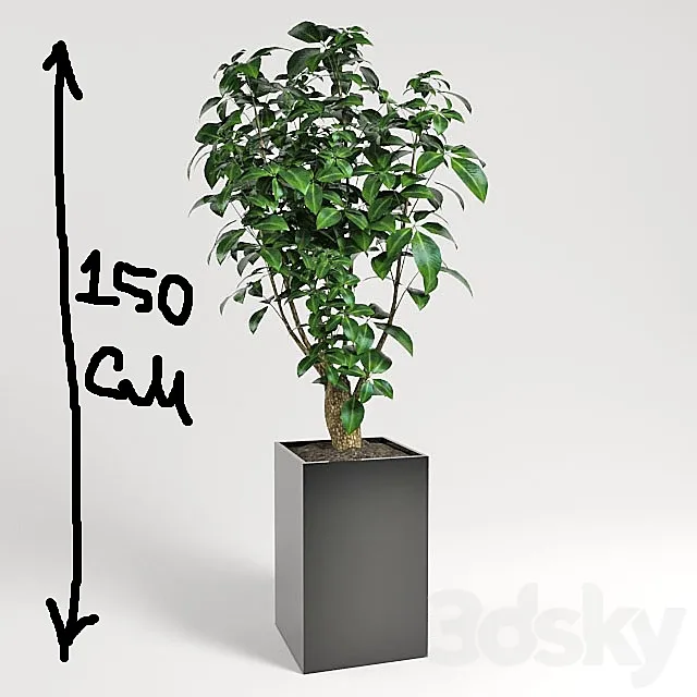 plant 3DModel