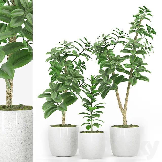 Plant 48 3D Model