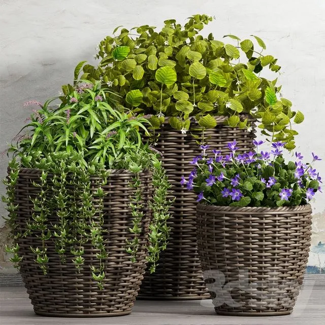 PLANT -51 3D Model
