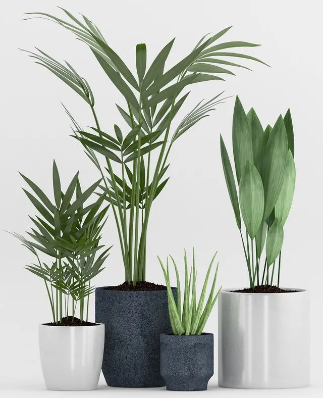 Plant 75 3D Model