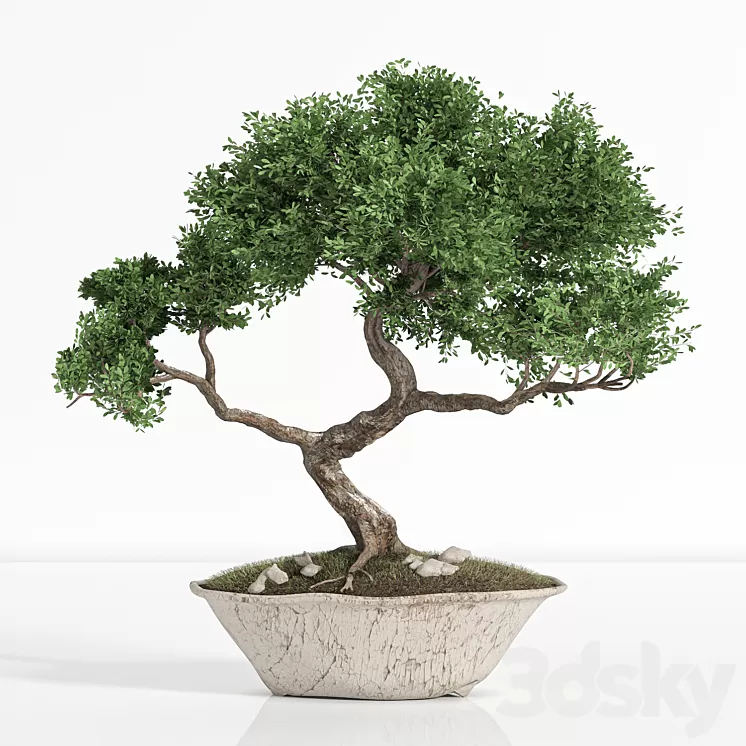 plant bonsai02 3D Model