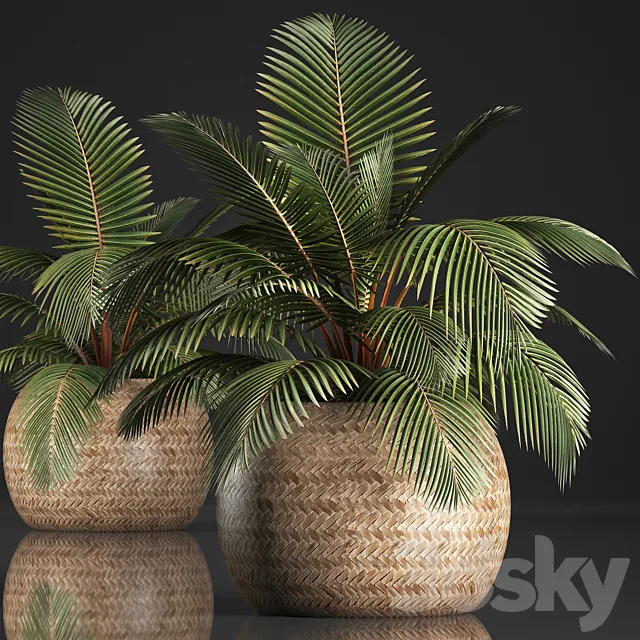 Plant Coconut palm 340. Small palm. basket. rattan. indoor. interior. eco design. natural decor 3DModel