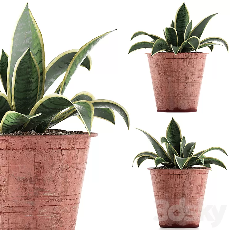 Plant collection 105 Agave 3D Model