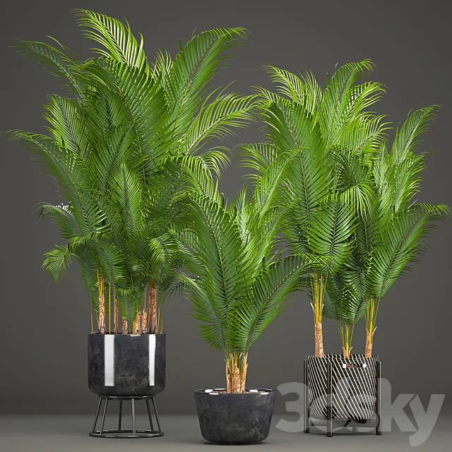 Plant collection 216. Howea forsteriana. palm tree. basket. black pot. indoor plants 3DModel