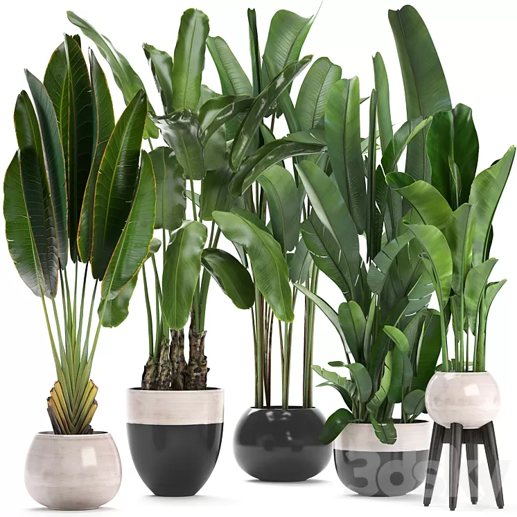 Plant collection 238. A set of palm trees banana strelitzia ravenala indoor plants flowerpot pot bushes exotic stylish luxury decor eco design 3D Model