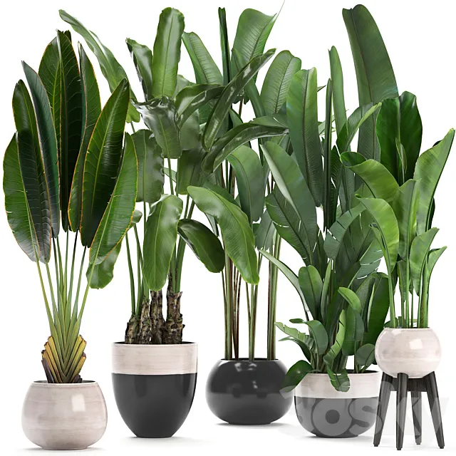 Plant collection 238. A set of palm trees. banana. strelitzia. ravenala. indoor plants. flowerpot. pot. bushes. exotic. stylish. luxury decor. eco design 3DModel
