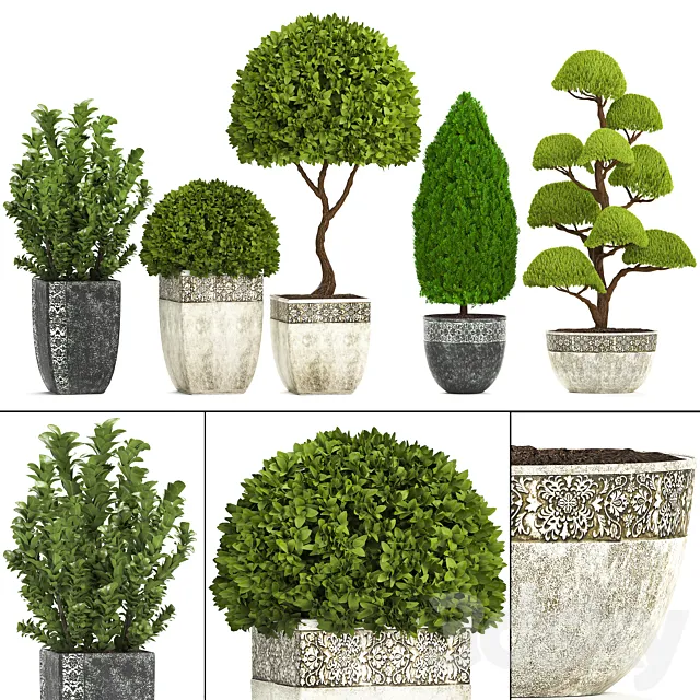 Plant collection 239. Garden plants landscape design classic flowerpot trees topiary boxwood 3D Model