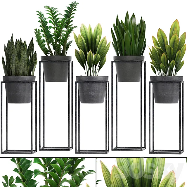 Plant collection 240. Shelf with flowers. Zamioculcas. sansevieria. indoor plants. pot. stand 3DModel