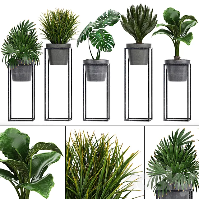 Plant collection 241. Shelf with flowers monstera cycas cycad palm rapis alocasia indoor plants pot Raphis Palm 3D Model