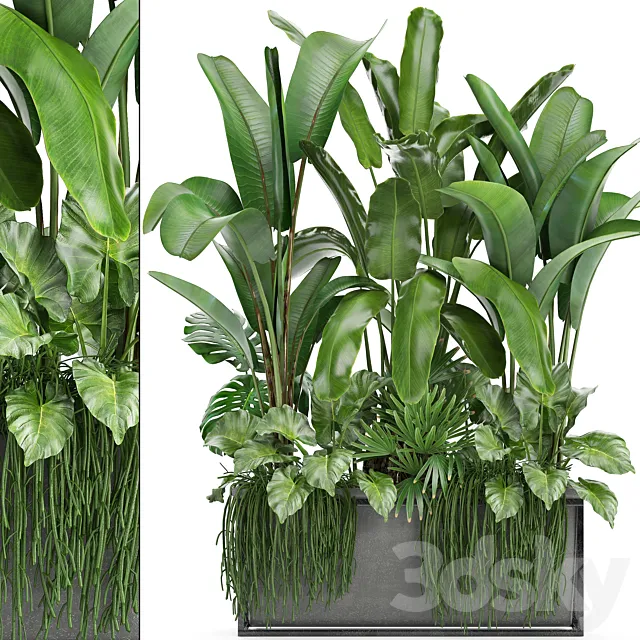 Plant collection 243. Thickets bushes tropical banana strelitzia alocasia rapis Rhipsalis flowerpot strelitzia jungle bushes 3D Model