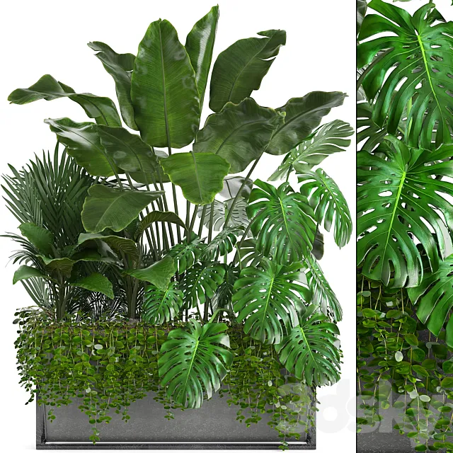 Plant collection 244. Thickets. monstera. banana. howea. palm tree. bushes. exotic plants. flowerpot. strelitzia. jungle. bushes 3DModel
