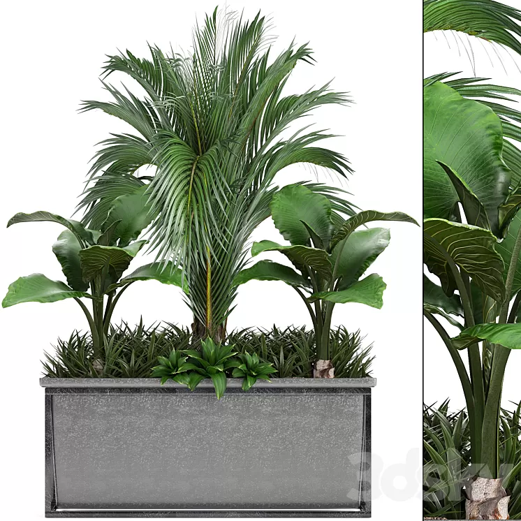 Plant collection 245. Interior palm tree bushes thickets pot alocasia 3D Model