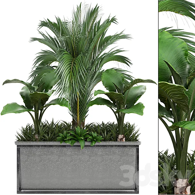 Plant collection 245. Interior palm tree. bushes. thickets. pot. alocasia 3DModel