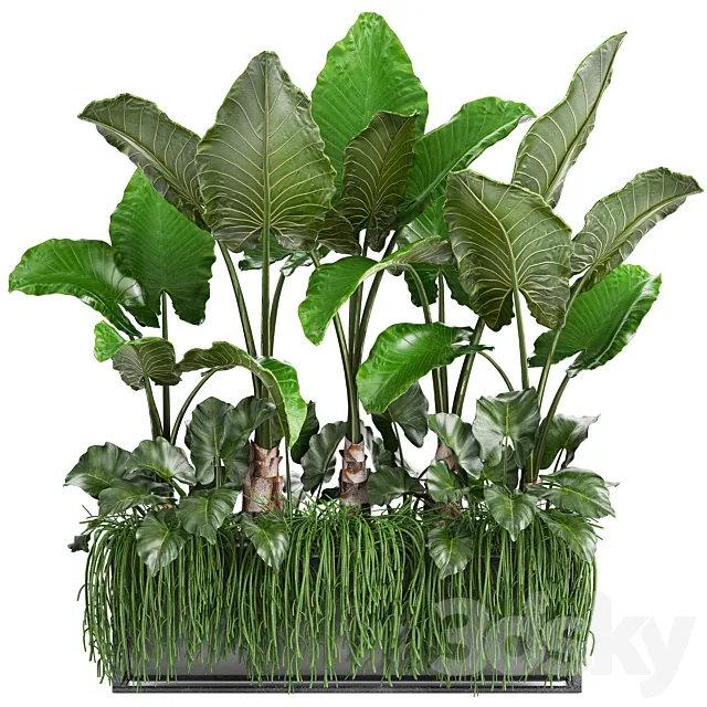 Plant collection 248. Tropical bushes. alocasia. bushes. succulents. pot. flowerpot. Rhipsalis. flowerpot. strelitzia. jungle. bushes 3DModel