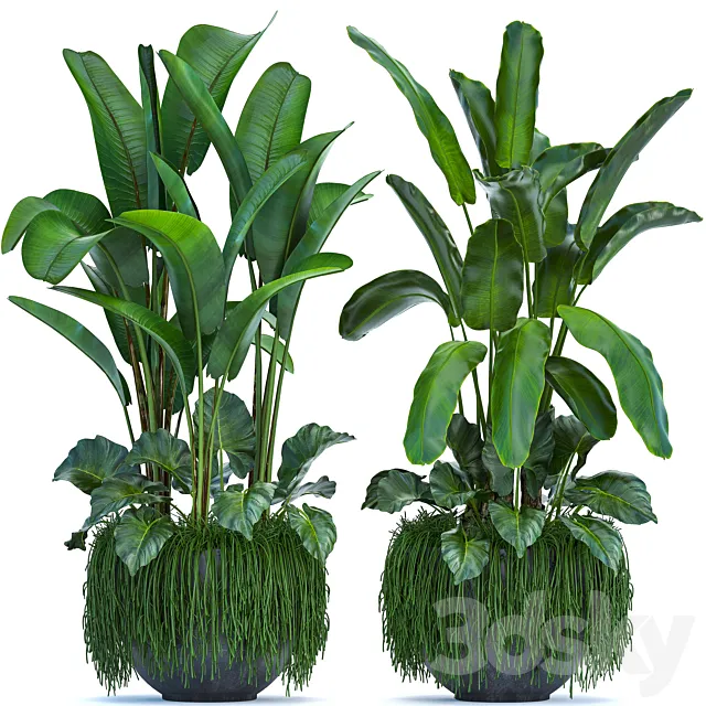 Plant collection 252. Banana palm thickets pot strelitzia alocasia indoor plants strelitzia jungle bushes outdoor 3D Model