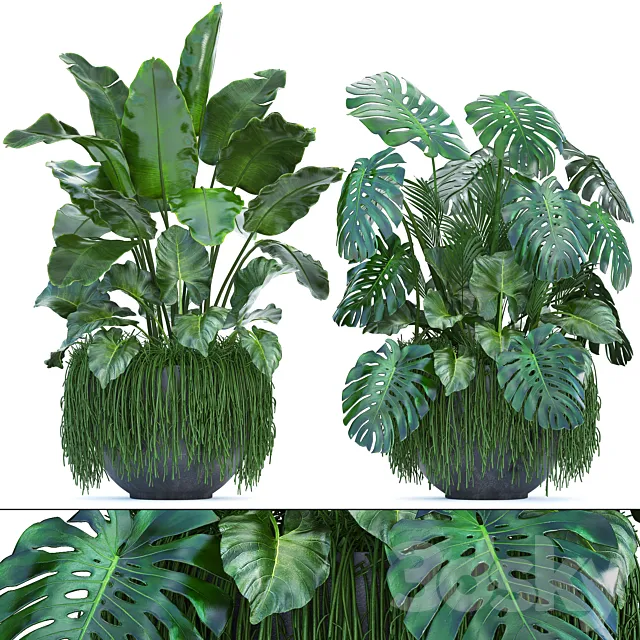 Plant collection 253. Thickets monstera banana strelitzia succulents flowerpot indoor plants 3D Model