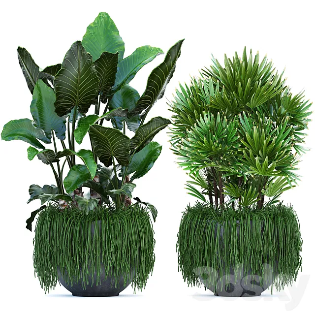 Plant collection 254. Tropical flowerbed rapis palm alocasia succulents hanging plants bushes thickets exotic Raphis palm 3D Model