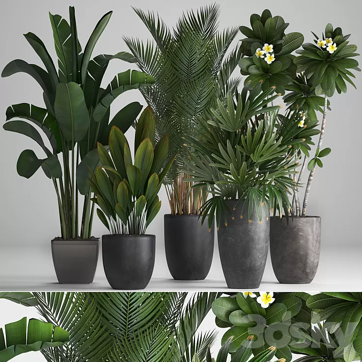Plant Collection 256. strelitzia banana hovea plumeria black flowerpot palm tree indoor plants exotic office plants flower pot Rhapis 3D Model