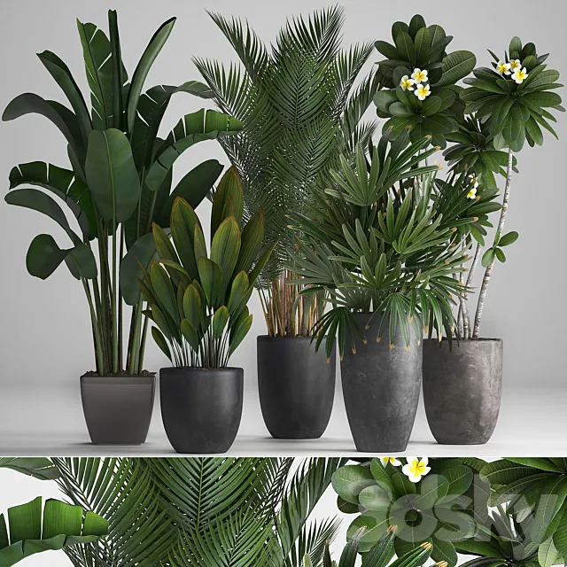 Plant Collection 256. strelitzia. banana. hovea. plumeria. black flowerpot. palm tree. indoor plants. exotic. office plants. flower. pot. Rhapis 3DModel
