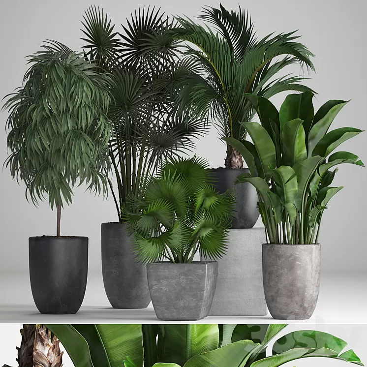 Plant collection 258. Banana fan palm Ficus flowerpot concrete pot flowerpot strelitzia Ficus Alii