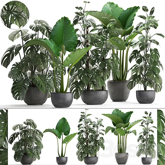Plant collection 261. Monstera Alocasia flowerpot black pot loft industrial style bushes tropical exotic interior office flowers thickets 3D Model