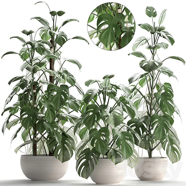 Plant collection 262.Monstera. white pot. exotic plant. bush. flower. flowerpot. interior 3DModel