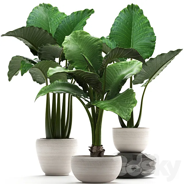Plant collection 263. Alocasia white pot exotic plant flowerpot outdoor bushes 3D Model