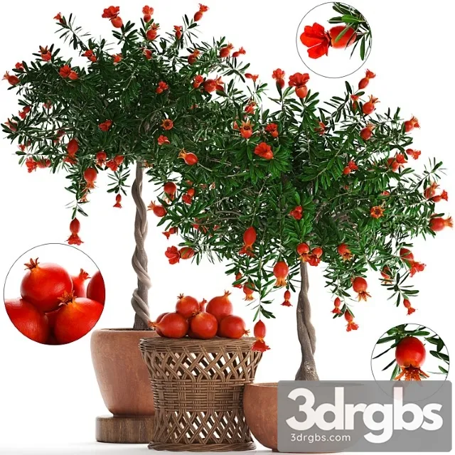 Plant Collection 264 Pomegranate Tree With Fruits Blooming Rattan Table Flowerpot Outdoor Clay Clinker Eco Design Natural Materials 3D Model Free