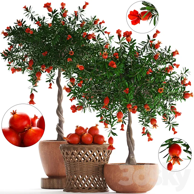 Plant Collection 264. Pomegranate tree with fruits. blooming. rattan table. flowerpot. outdoor. clay. clinker. eco design. natural materials 3DModel