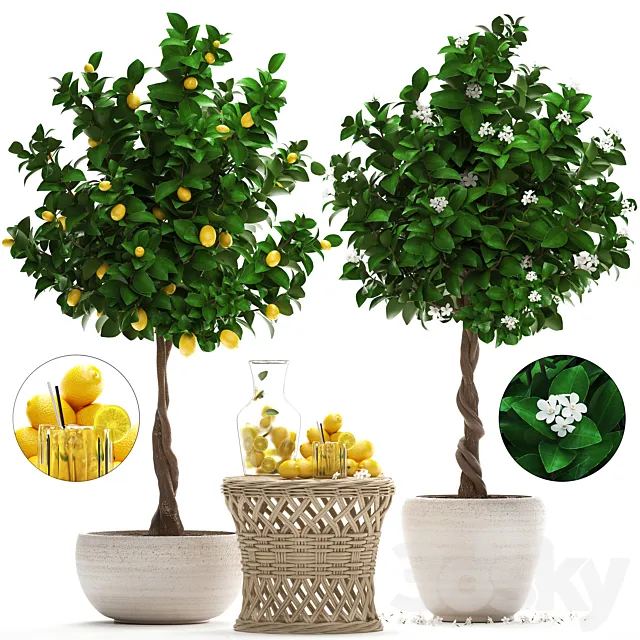 Plant Collection 265. Citrus limon Lemon tree rattan table flowering tree garden outdoor flowerpot lemonade fruit eco design nature decor 3D Model