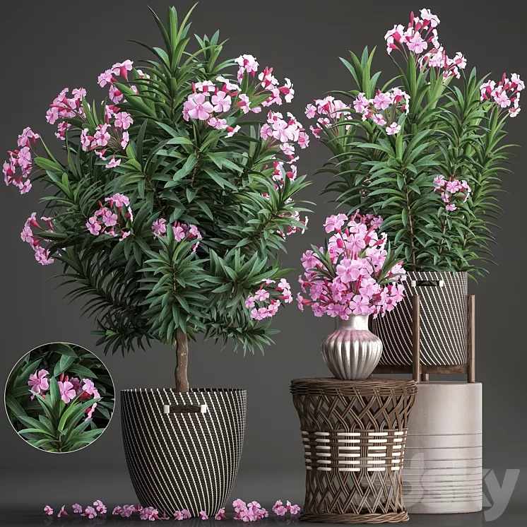 Plant collection 268. Oleander tree bush basket rattan table flower bouquet outdoor flowerpot landscaping garden flowering tree 3D Model