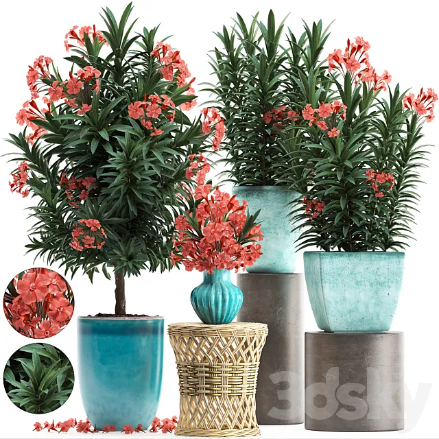 Plant Collection 270. Nerium oleander flowering tree pot flowerpot bush bouquet indoor plants garden plants landscaping for the park garden 3D Model