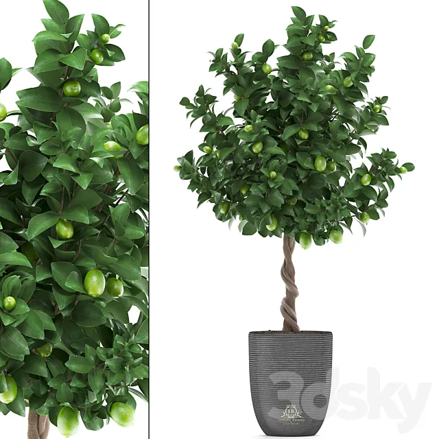 Plant collection 273. Citrus lime. Lemon tree. citrus. fruit tree. flowerpot. pot. outdoor. garden. park. landscaping. eco 3DModel