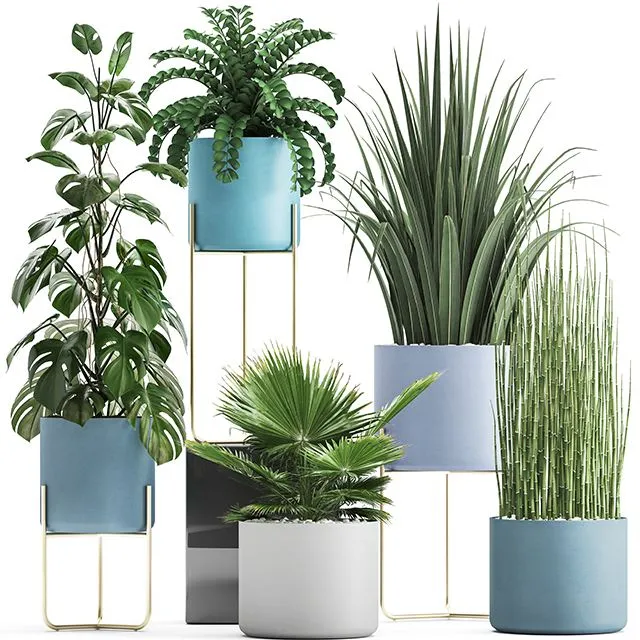 Plant collection 281 3D Model