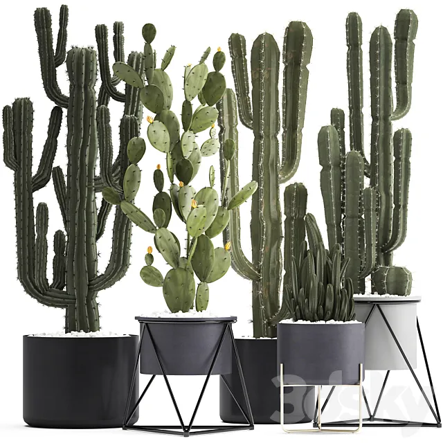 Plant collection 282. Cactus set. Prickly pear Cereus carnegia cactus Prickly pear desert plants interior exotic 3D Model